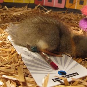 The Blue Swede girl at three days old. 2/13/2013