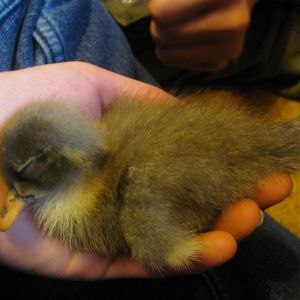 The Blue Swede girl at three days old. 2/13/2013