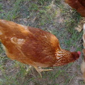 More girls foraging.