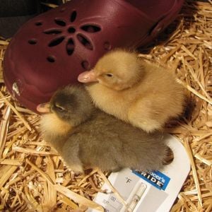 My new baby ducklings at three days old. 2/13/2013