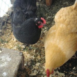 MILLIE, GIDGET, & BOSS