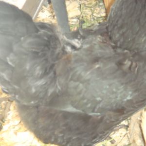 MILLIES'  PECKED BACK