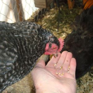 PATIENCE EATS A MEALWORM FORM BOBS' HAND