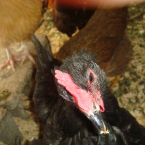 MILLIE EYEBALLS A MEALWORM