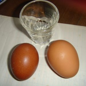 ONE OF FIRST FROM WELLIE PULLET
SHOT GLASS
? EGG