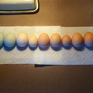 Some eggs i get... the end egg is the darkest i get.... :( but i ordered a maran so hopefully i will get one darker egg! 

eggs from pic;  left to right
 ameracaunas(1st two), Buff orpington, then a millie fluer D'Uccle, the next two are speckled sussex i think, then it is a black cochin bantam, and lastly are silver laced wyandottes.