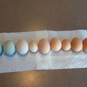 eggs!