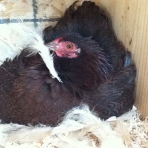 Margie; my partridge rock bantam, who is currently broody (sitting on a golf ball :) ) who is borrowing "Larry" the rooster's feathers...