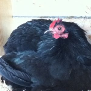 Bonnie, my black Cochin :) laying her egg!