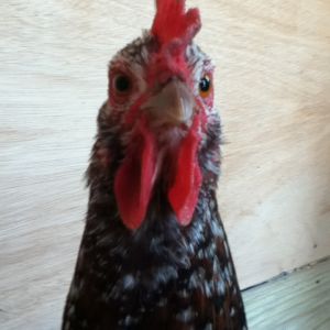 Buttercup, one of my Speckled Sussexs