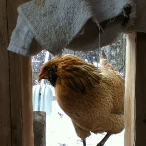 Nugget, a Easter egger