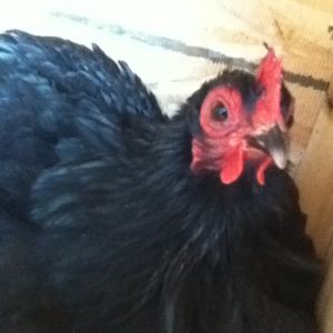 i think she looks like such a grumpy old hag! to think she is one of my tamest chickens!
