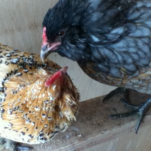 Yolko and Deliliah BFFs!
