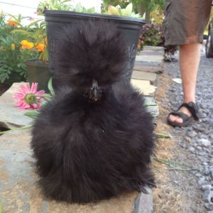 Betty Bob helping with the Gardening by 'supervising'!