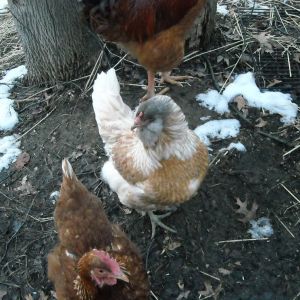 Lacey-Ameracana
Purchased at auction 1/26/13
Terrible "diva" and bully to the rest of the hens at first.  Now a peaceful and cooperative part of the flock!