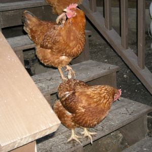 Alpha Hen (top)-New Hampshire Red
Lucky (bottom)-Isa Brown
Both part of original flock.  Very productive layers. Lucky is so named because she survived a predator attack that took one of her sisters, but she only lost part of her comb!