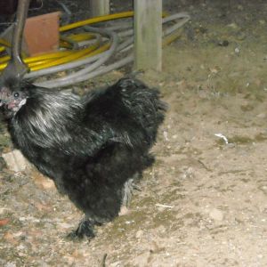 2 of 9 (aka "vinney")-Black Silkie cockeral
Purchased at auction 2/9/13 
Nobody else bid on him, so I got him for 50 cents! Now, he's the comic relief of the flock.  Takes no guff from anyone, not even Cornelius! Fun to have around and so cuddly!