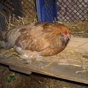 Lucy-Ameracana
Purchased at auction 1/26/13
She came with Lacey, but was very "shy" and withdrawn.  Super cuddly and sweet-tempered.  Turns out, she's blind.  She has her own place in the coop where everything is always in the same place.