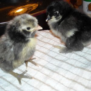 Silver Polish and Black Cochin chicks
Purchased from craigslist 2/12/13 as day-olds