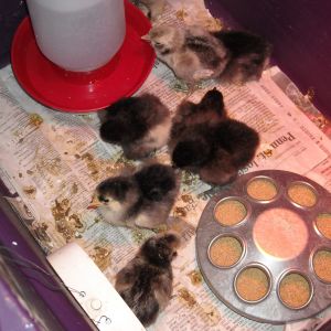 Silver Polish and Black Cochin chicks
Purchased from craigslist 2/12/13 as day-olds
3 Polish and 6 Black Cochin