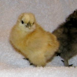 Purebred Bearded Silkie Chick