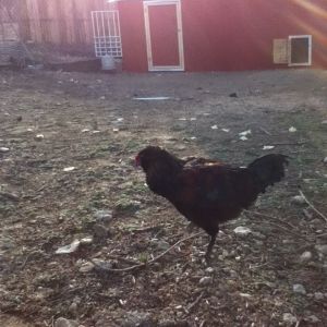 Boss my rooster strutting his stuff