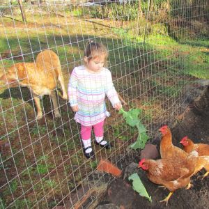 granddaughter feeding hens