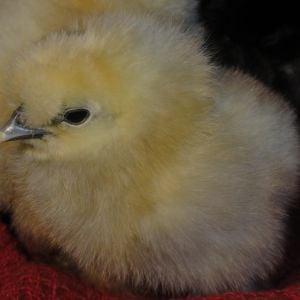 Baby Silkie - born 2/11/13.  This is Amy Farrah Fowler.  LOL
