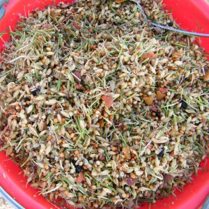 Fodder clipped and added to the fermented feed mix tonight along with some dry cat food.