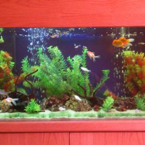 my tropical aquarium
7 white mollies
2 silver mollies
19 guppies
3 salt and pepper corys
3 albino corys
3 oranda goldfish