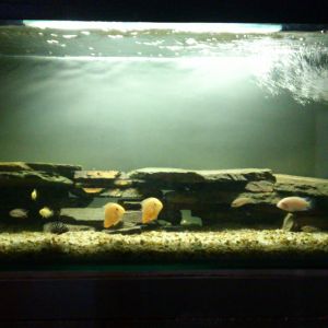 my backroom cichlid tank
2 red spotted severum
2 albino zebra 
3 brichardi
2 blue acara
2 julie regani
2 convicts
2 yellow electra 
1 red jewel