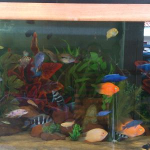 mixed cichlids