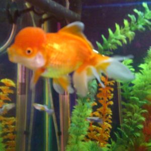 tweedy my oranda goldfish