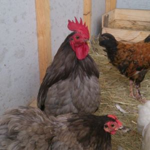 Rango and lulu - Blue cochin bantams