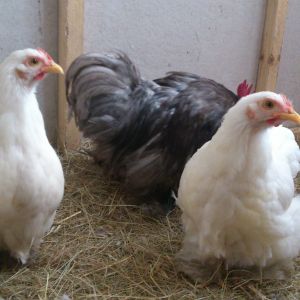 the twins Salma and salwa - white Cochin bantams