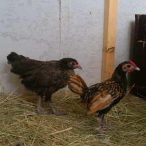 right - chula - sebright Roo
left - Pudding - unknown