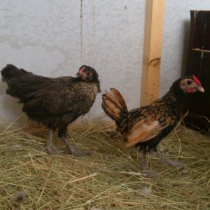 right - chula - sebright Roo
left - Pudding - unknown