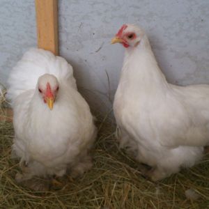 the naughty twins