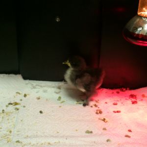 lillte mumble in his brooder
