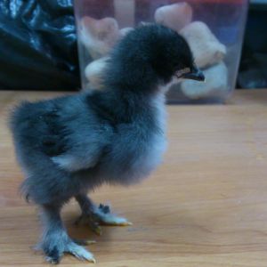 little mumble cochin bantam chick