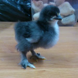 little mumble cochin bantam chick