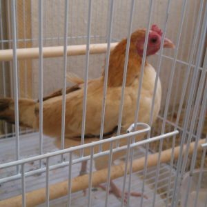 my new hen valentine