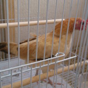 my new hen valentine