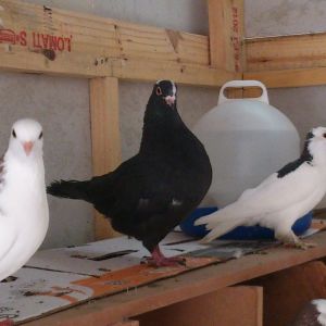 my new big black pigeon