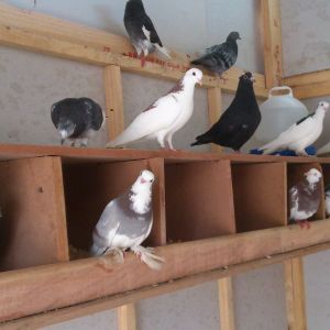 the nest boxes