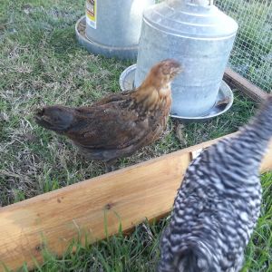 Roxanne and Mo - these are my two most inquisitive birds and the two most likely to hare off into trouble at a moment's notice.  They're also my two favourites.  **laughs**