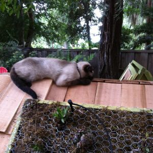 The bored cat