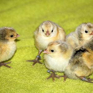 hatched 2-13-13