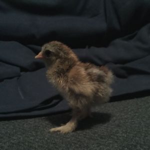 Bantam Dark Brahma Chick