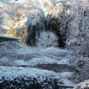 The monofilament line, that covers my orchard to protect the Orps, covered in ice on 2/17/2013. It worked beautifully, and sprang back up as soon as the ice melted. Bird netting over some of the bushes gathered too much ice and snow.